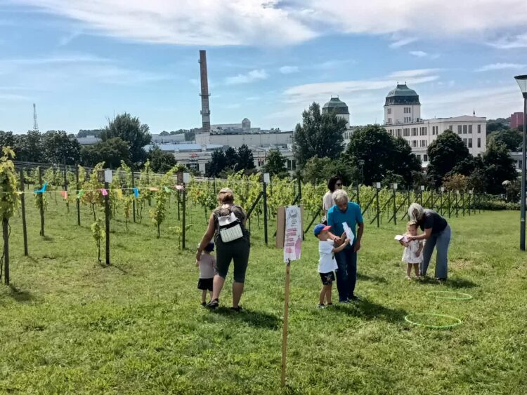 arch: Rodzynkowanie 2023r. fot. J. Mielcarz