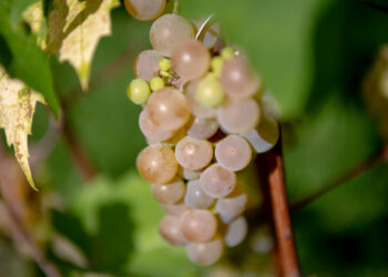 Krzysztof Filmanowicz