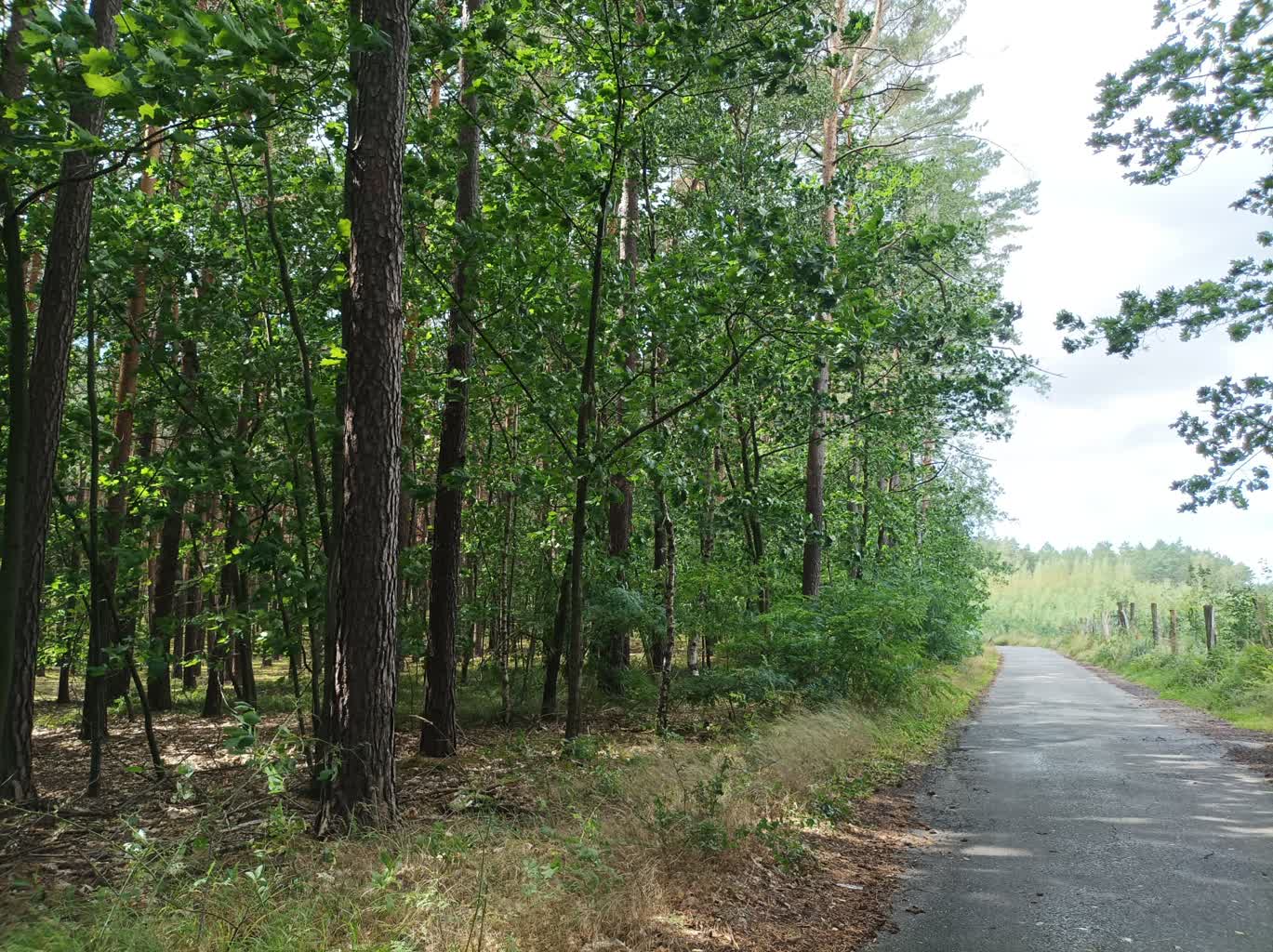 A.Kapała zapowiada kontynuację zadań RDLP w Zielonej Górze