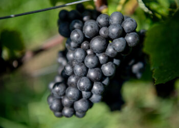 Krzysztof Filmanowicz