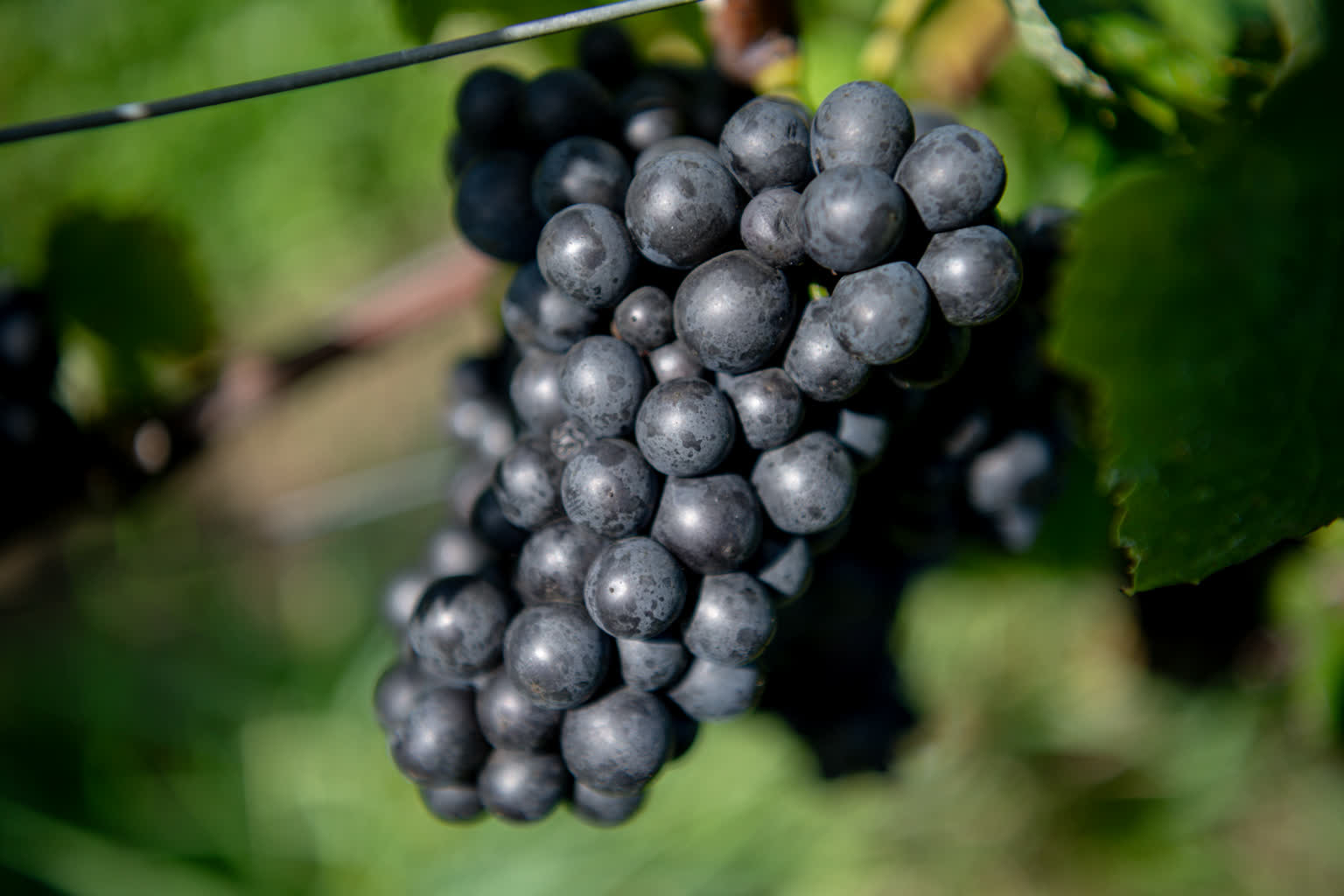 W przyszłym roku jeszcze większe miasteczko winiarskie