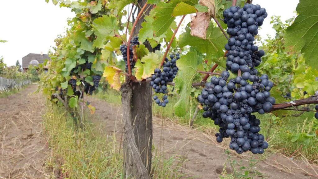 Fot.: P. Ptaszyński