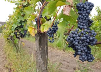 Fot.: P. Ptaszyński