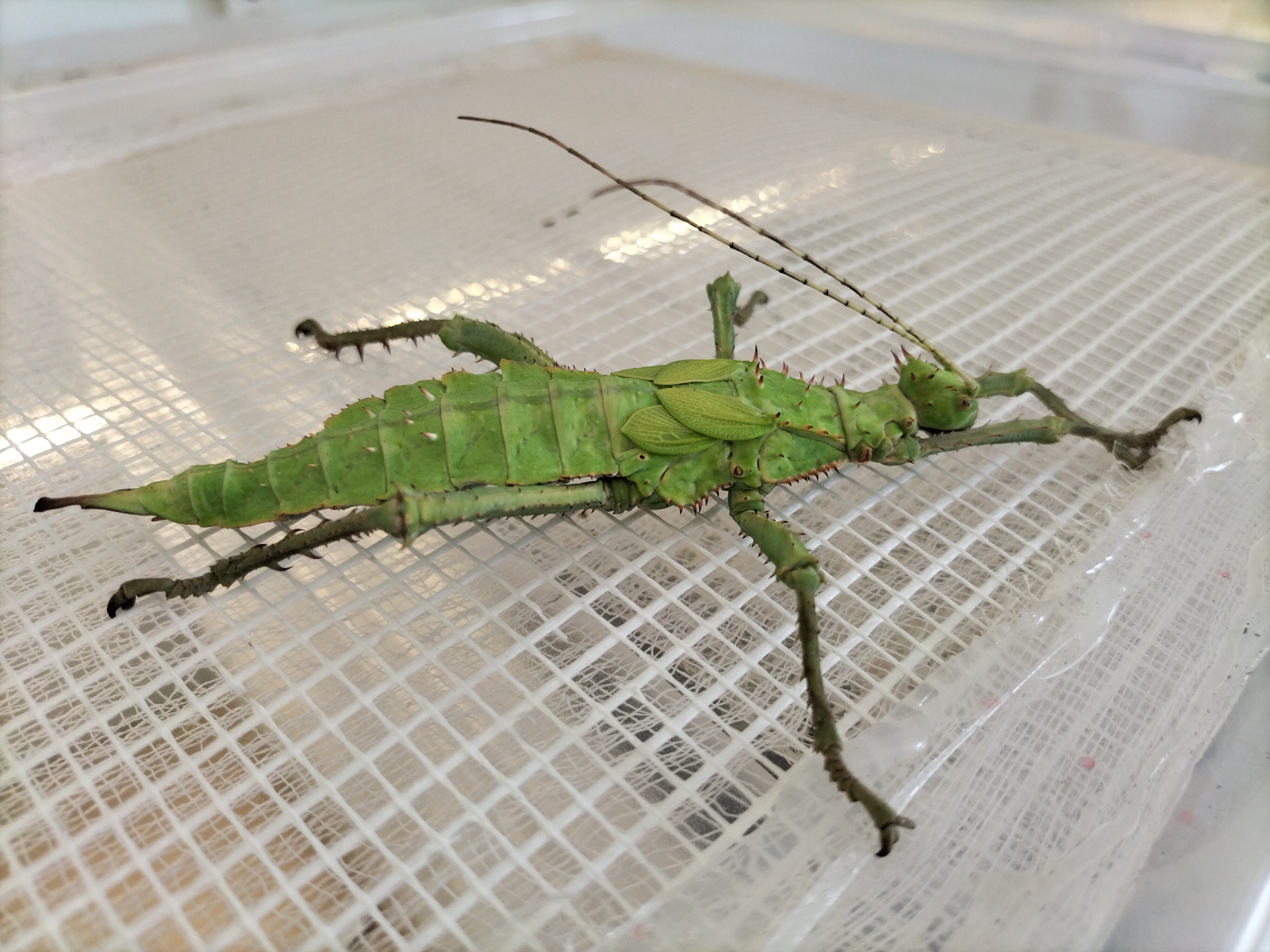 W niedzielę InsectDay w Centrum Przyrodniczym