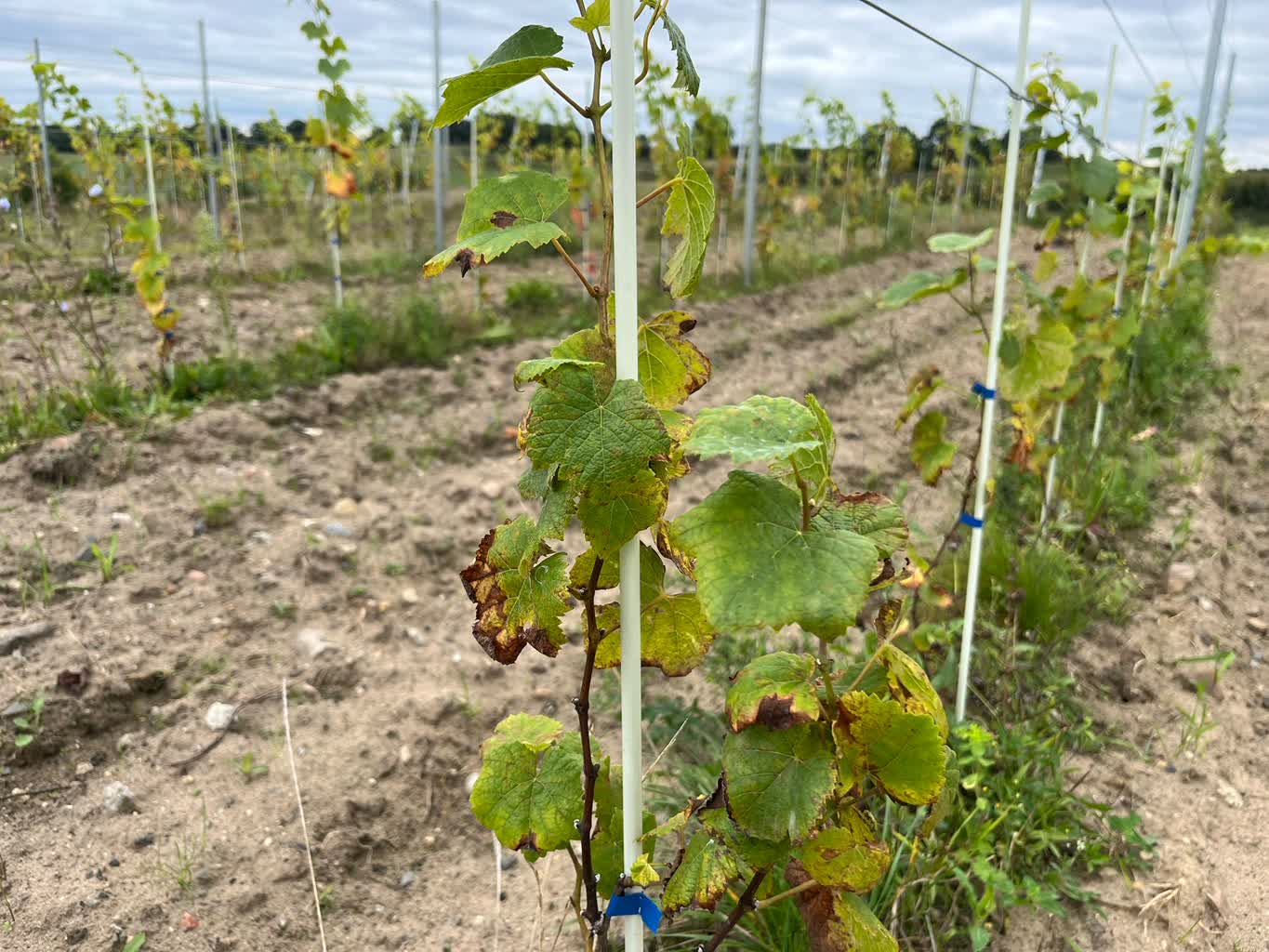 Trwają zbiory winogron na winnicach