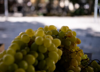 fot. Krzysztof Filmanowicz