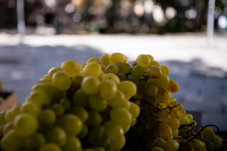 fot. Krzysztof Filmanowicz