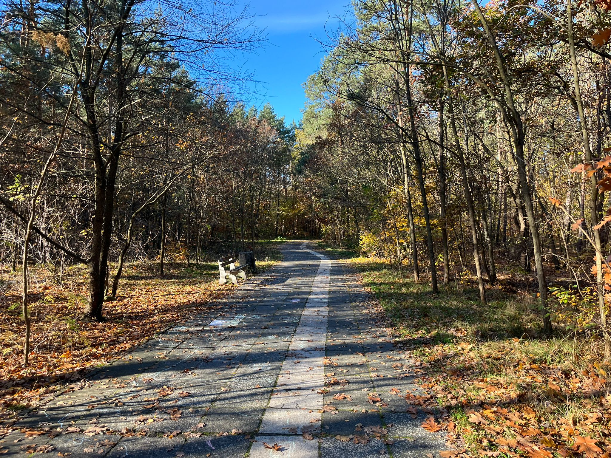 Nowa część deptaka leśnego już gotowa [GALERIA ZDJĘĆ]