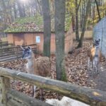 Marzena Wróbel-Szała Radio Zachód - Lubuskie