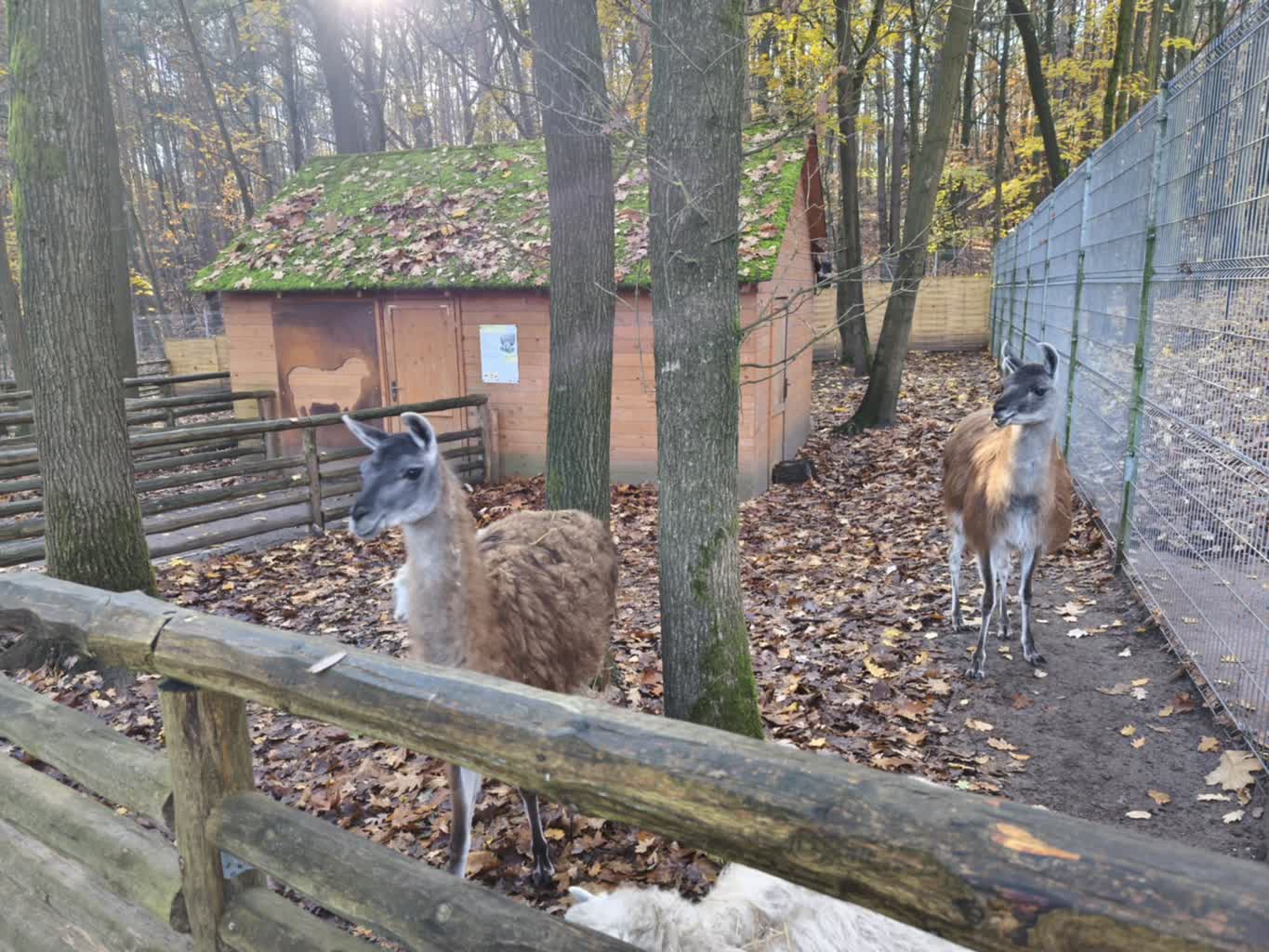 Mini Zoo – Skarby Zielonej Góry #66