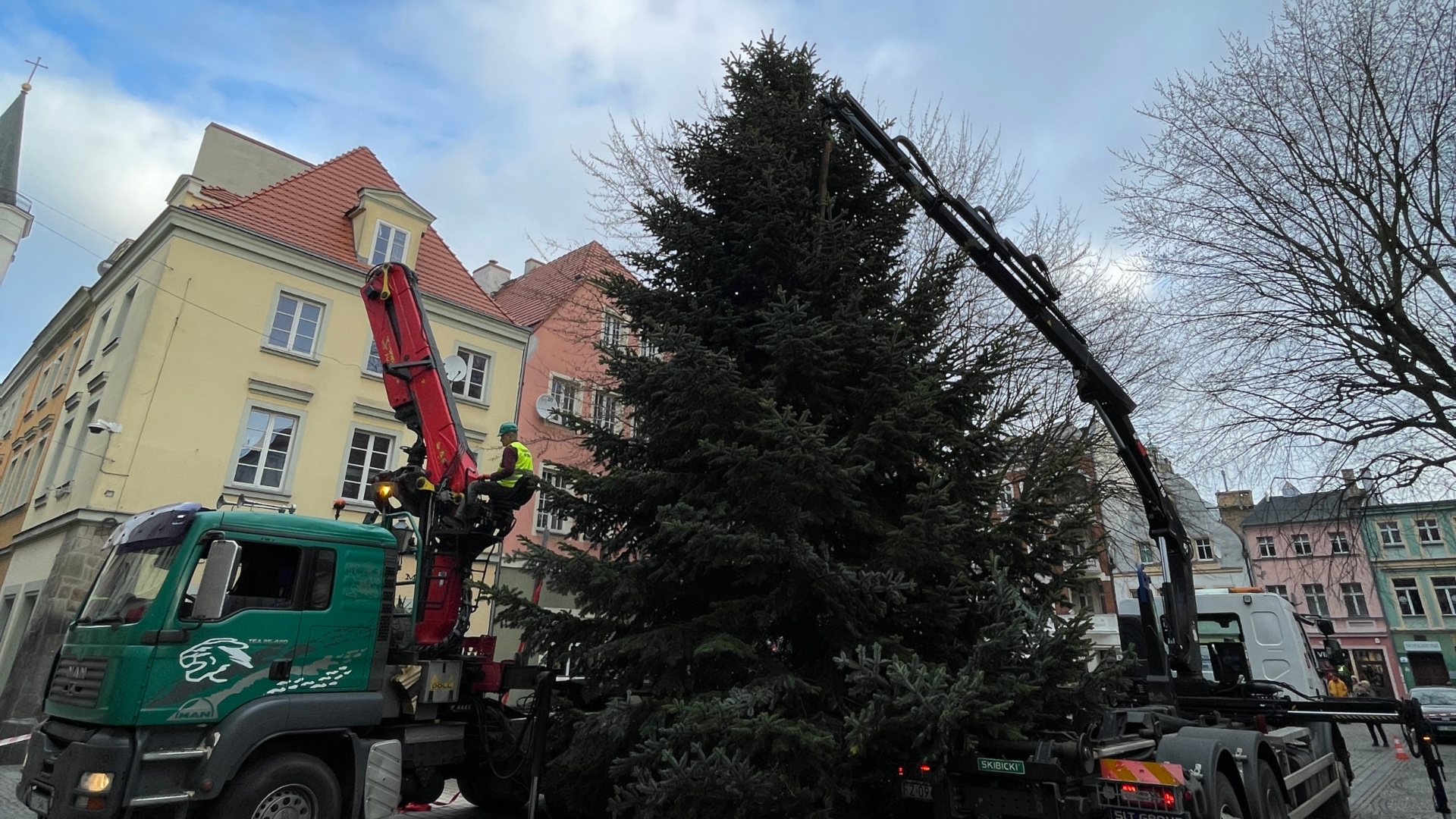 Choinka od leśników przyjedzie do Zielonej Góry