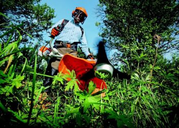 zdjęcie ilustracyjne/Pixabay