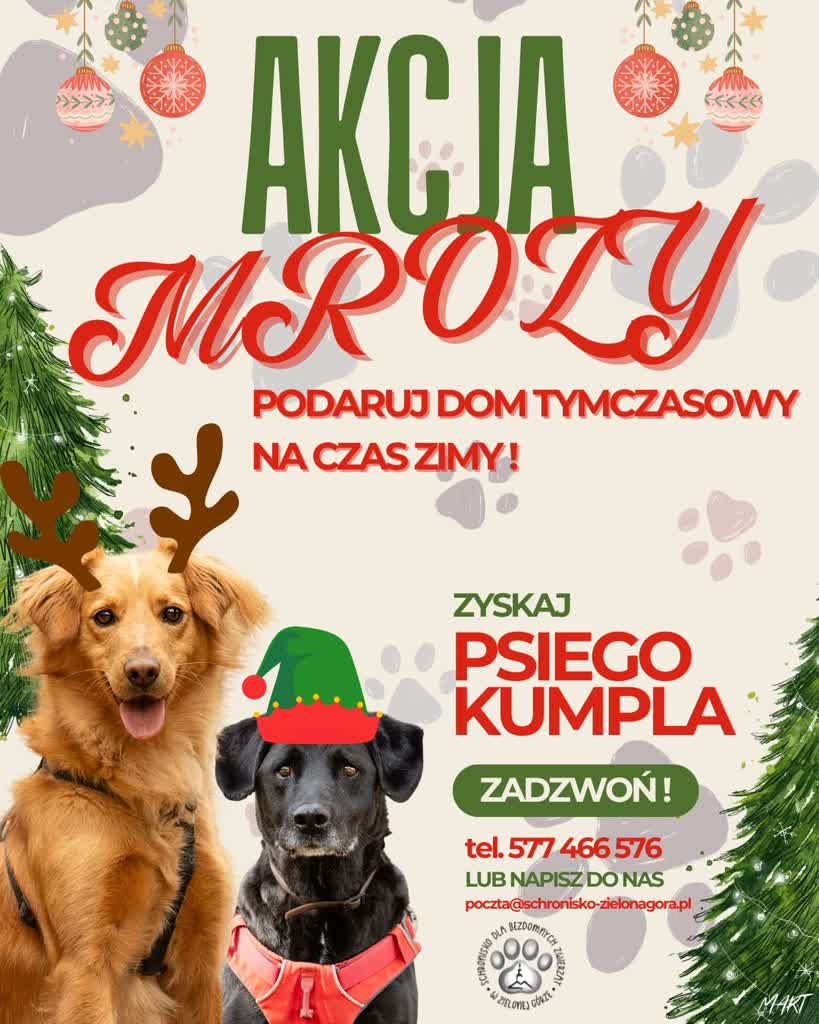 „Akcja mrozy” – schronisko poszukuje opiekunów dla zwierząt
