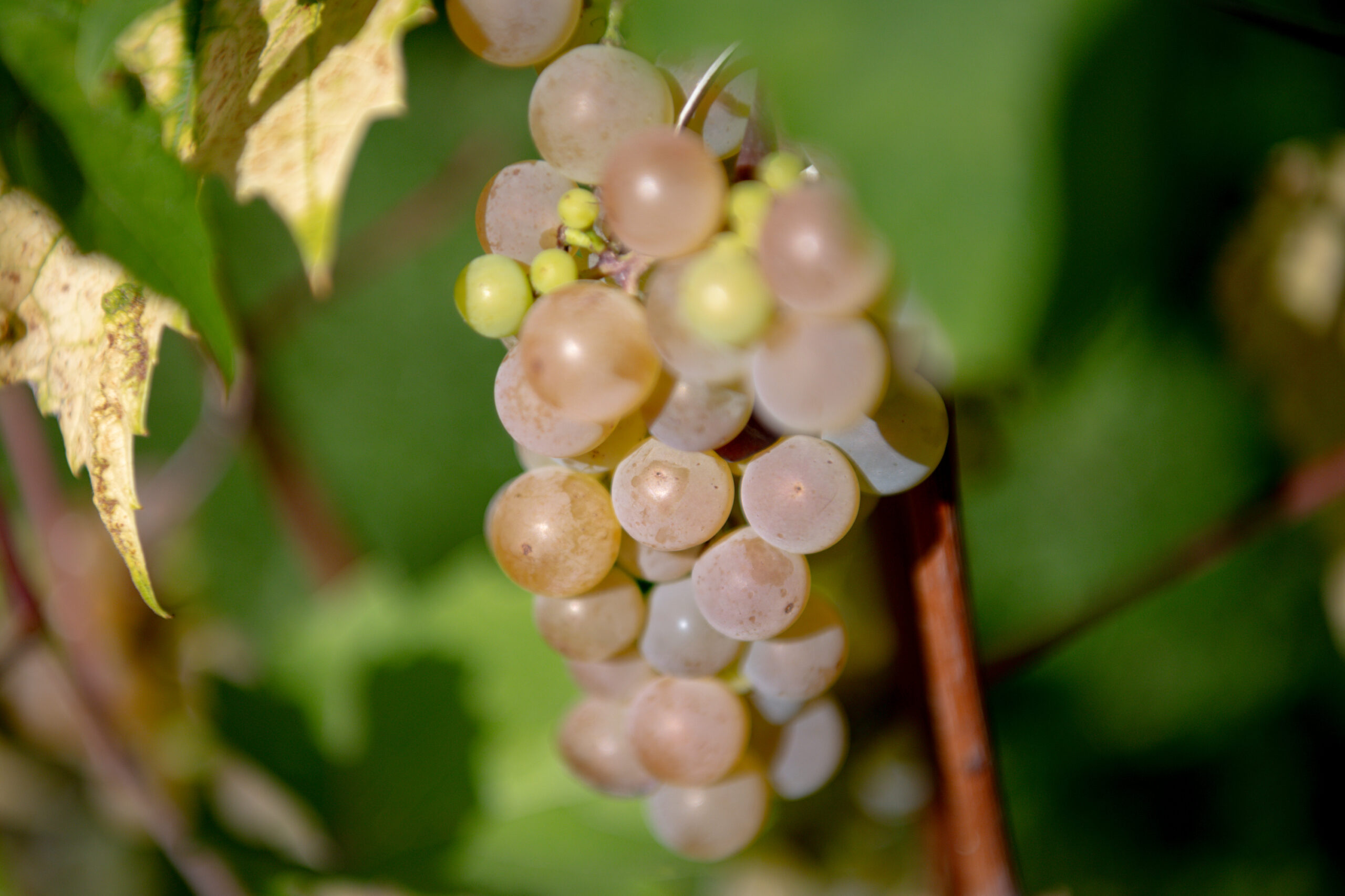 Winiarskie podsumowanie roku 2025