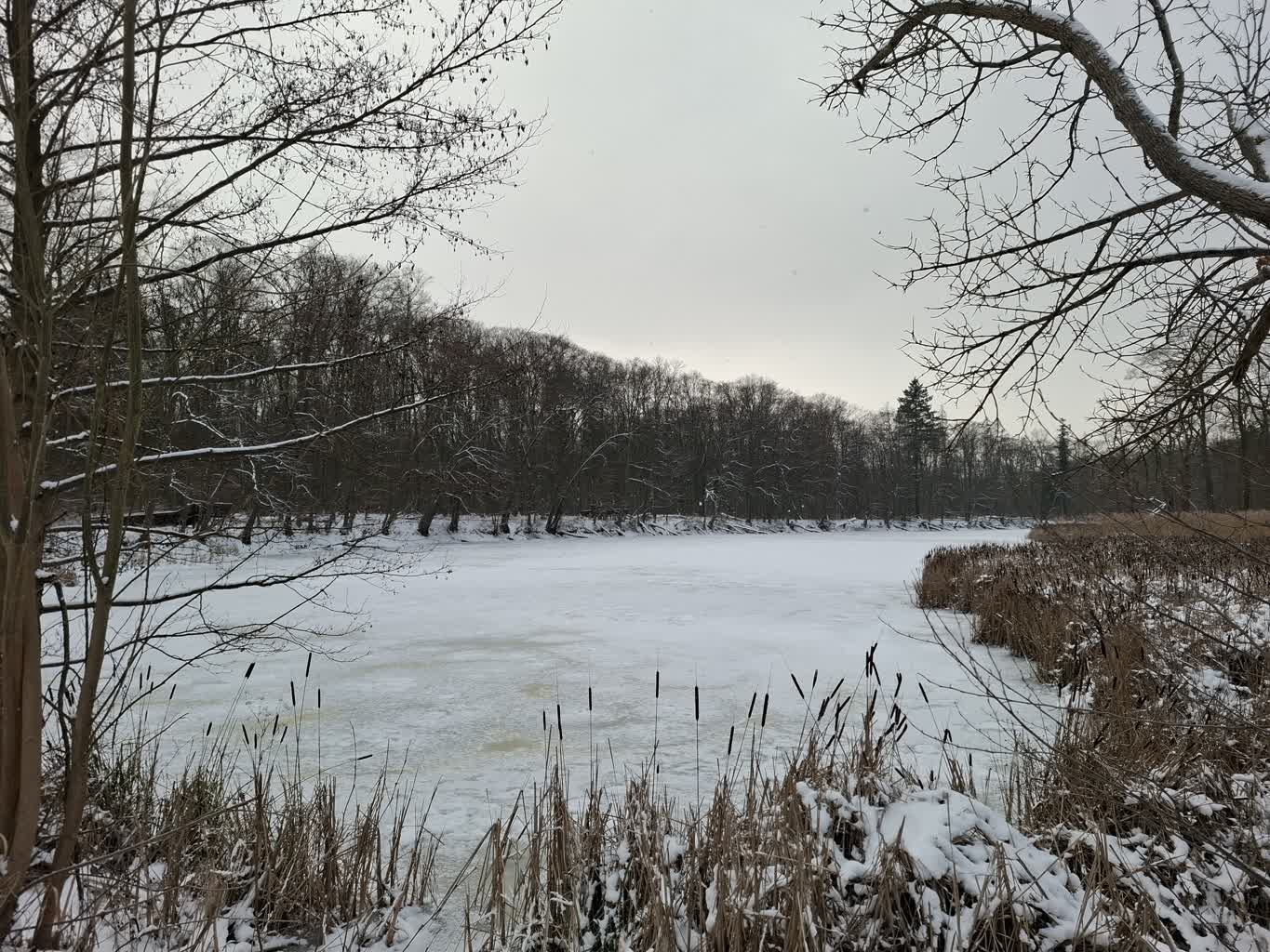 Zima w Lesie Odrzańskim (GALERIA)