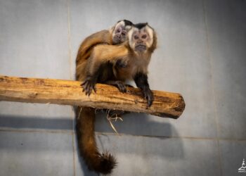 fot: Bartosz Mirosławski UM