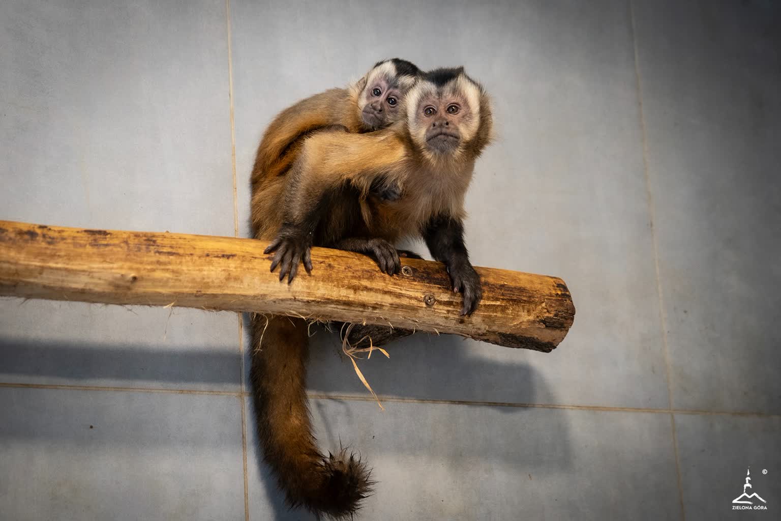 W zielonogórskim minizoo narodziła się małpka kapucynka