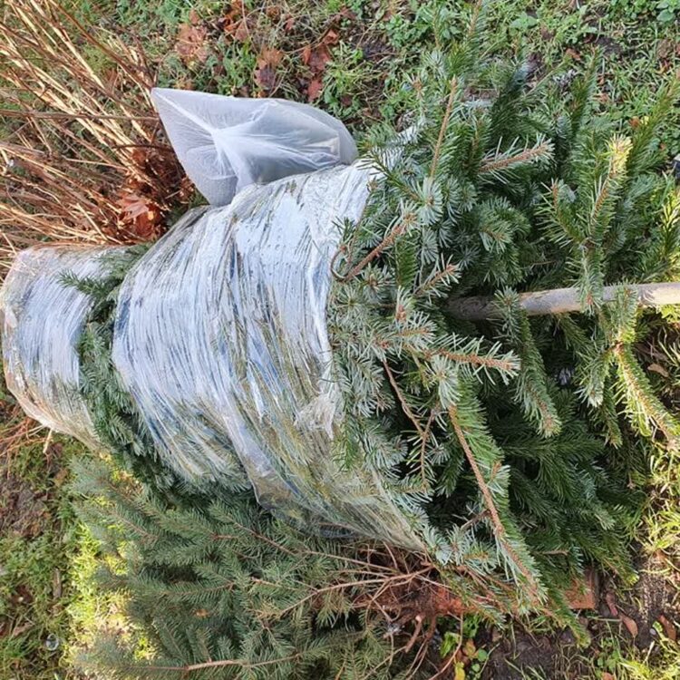 fot. ZGK Zielona Góra/Facebook