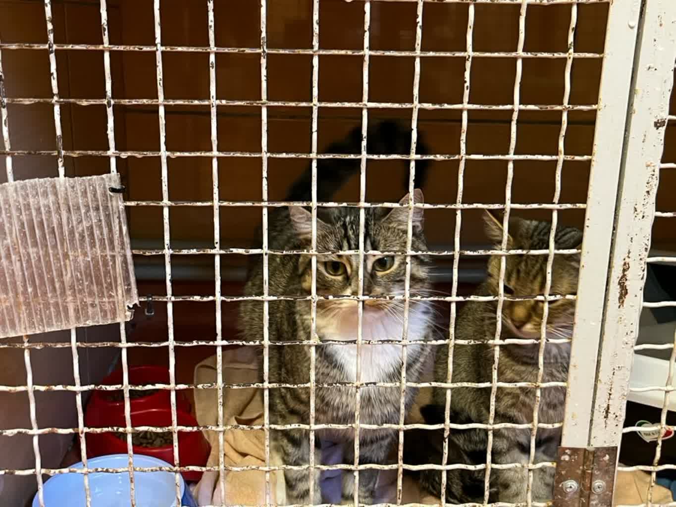 Wracają adopcje w schronisku po wirusie parwowirozy