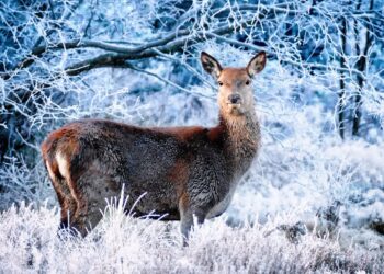 zdjęcie ilustracyjne/Pixabay