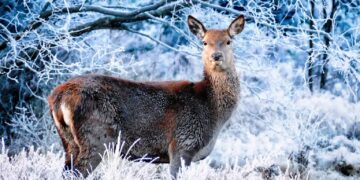 zdjęcie ilustracyjne/Pixabay