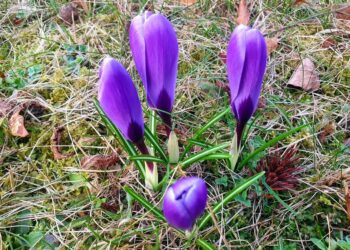 fot. ZGK Zielona Góra/Facebook