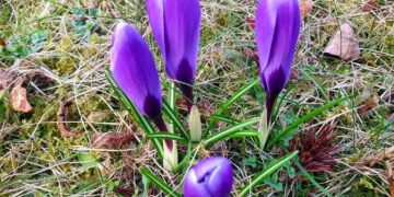 fot. ZGK Zielona Góra/Facebook