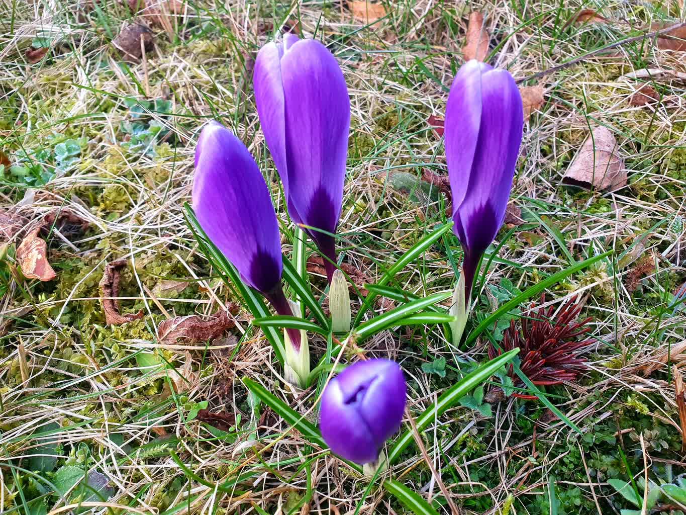 Jakimi kolorami przywita nas wiosna w Zielonej Górze?
