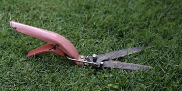 zdjęcie ilustracyjne/Pixabay