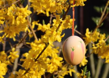 Zdjęcie ilustracyjne. Fot. Pixabay