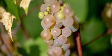 Krzysztof Filmanowicz