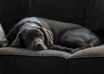 zdjęcie ilustracyjne/Pixabay