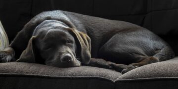 zdjęcie ilustracyjne/Pixabay