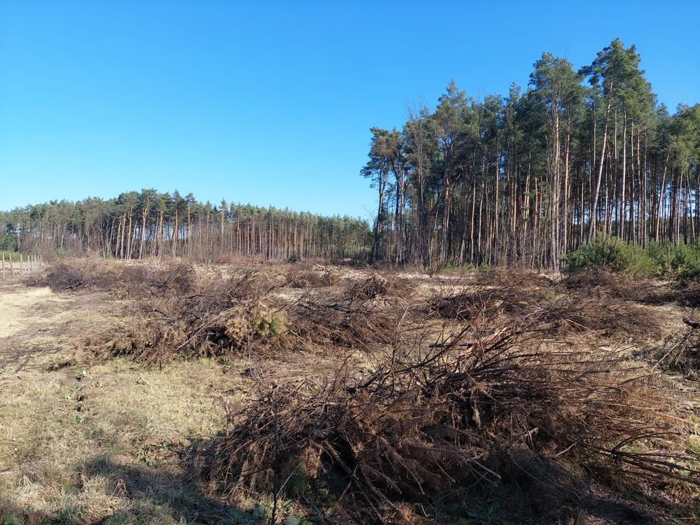 Ruszają działania przeciwpożarowe w lubuskich lasach