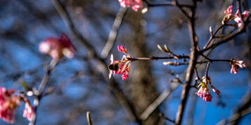 Fot. Krzysztof Filmanowicz
