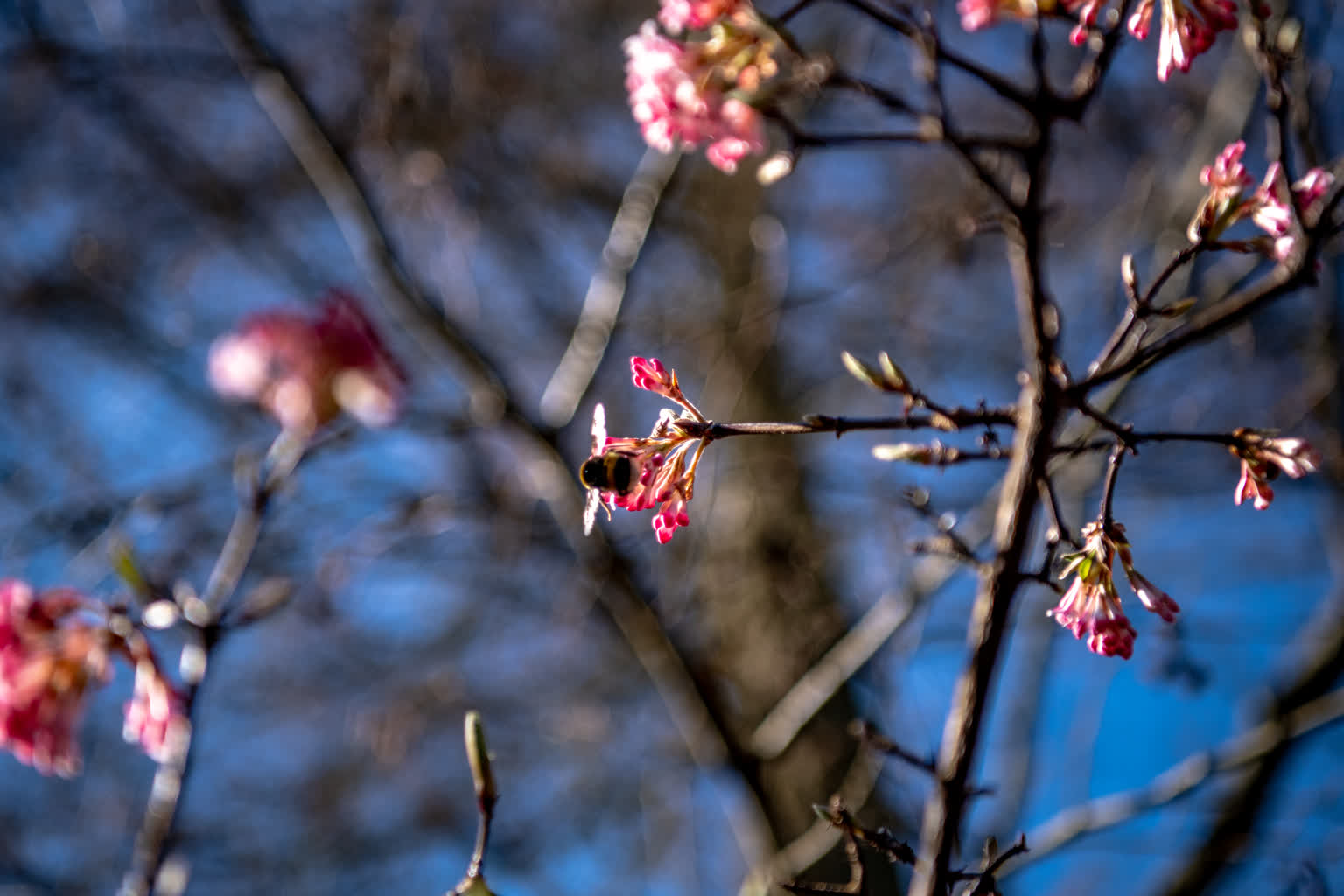Ogród Botaniczny przygotowuje się do nadejścia wiosny [ZDJĘCIA]