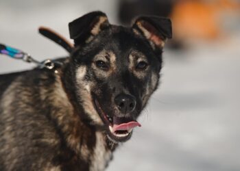 zdjęcie ilustracyjne/Pixabay