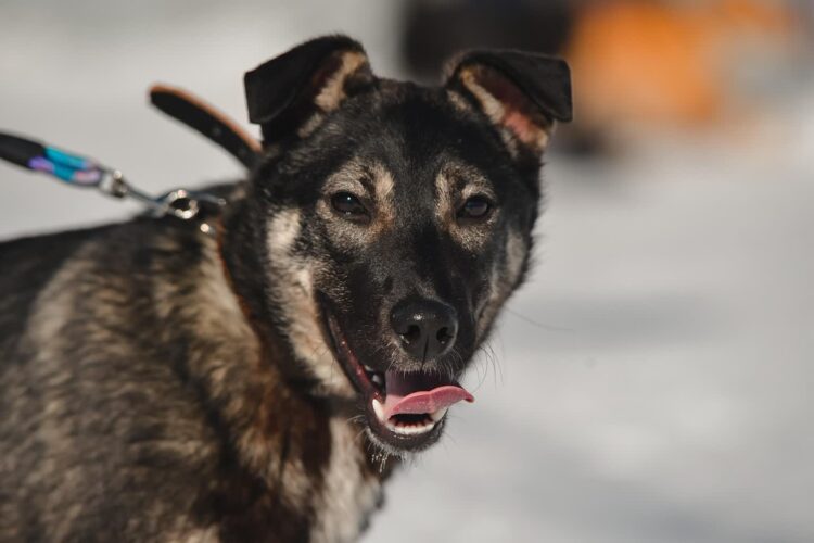 zdjęcie ilustracyjne/Pixabay