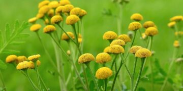 zdjęcie ilustracyjne/Pixabay