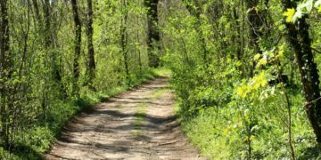 zdjęcie ilustracyjne/Pixabay