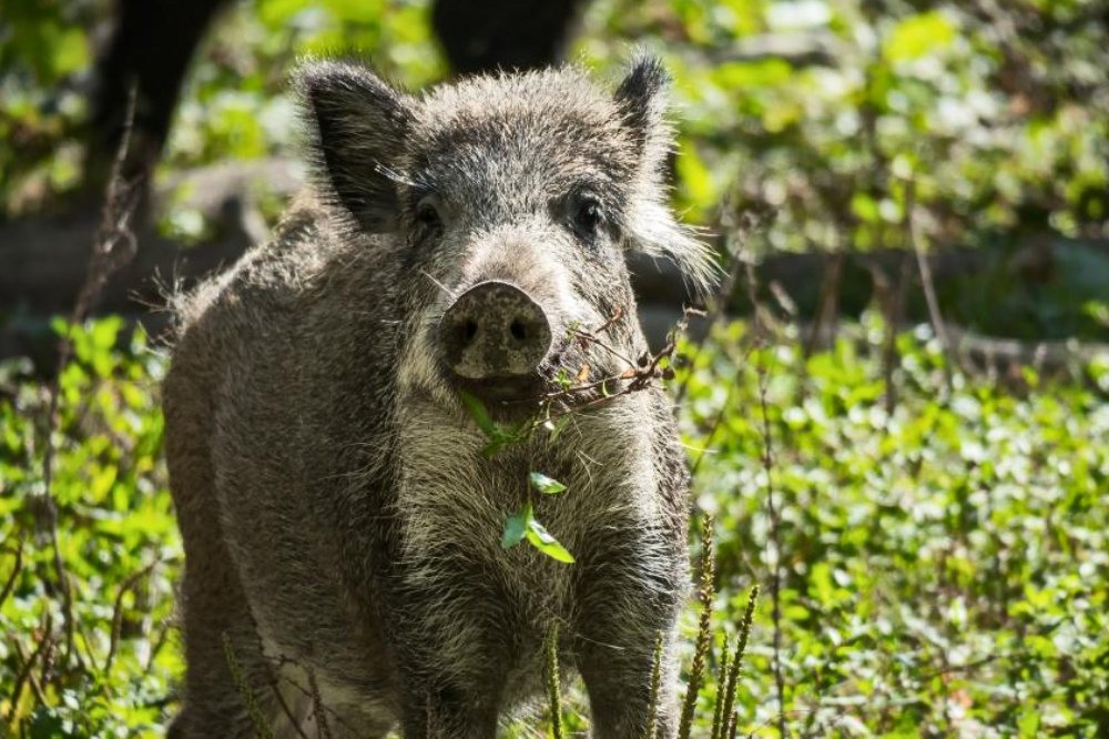 Po ASF rośnie populacja dzików
