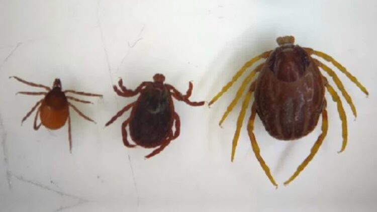 Od lewej: polski kleszcz pospolity, polski kleszcz łąkowy oraz afrykański kleszcz (Monster tick). Fot. dr Dorota Dwużnik-Szarek/serwisnaukowy.uw.edu.pl