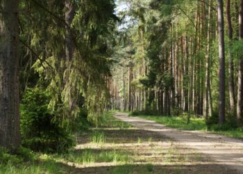 zdjęcie ilustracyjne/Pixabay