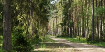 zdjęcie ilustracyjne/Pixabay