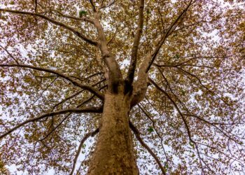 zdjęcie ilustracyjne/Pixabay