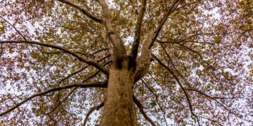 zdjęcie ilustracyjne/Pixabay