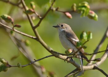 Fot. Muchówka żałobna. Fot. Pixabay