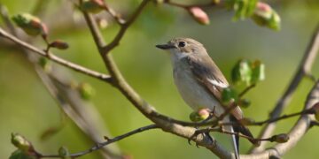 Fot. Muchówka żałobna. Fot. Pixabay