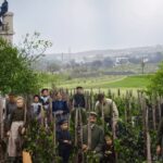 fot. Profil FB Winogrodnik Miasta Zielona Góra