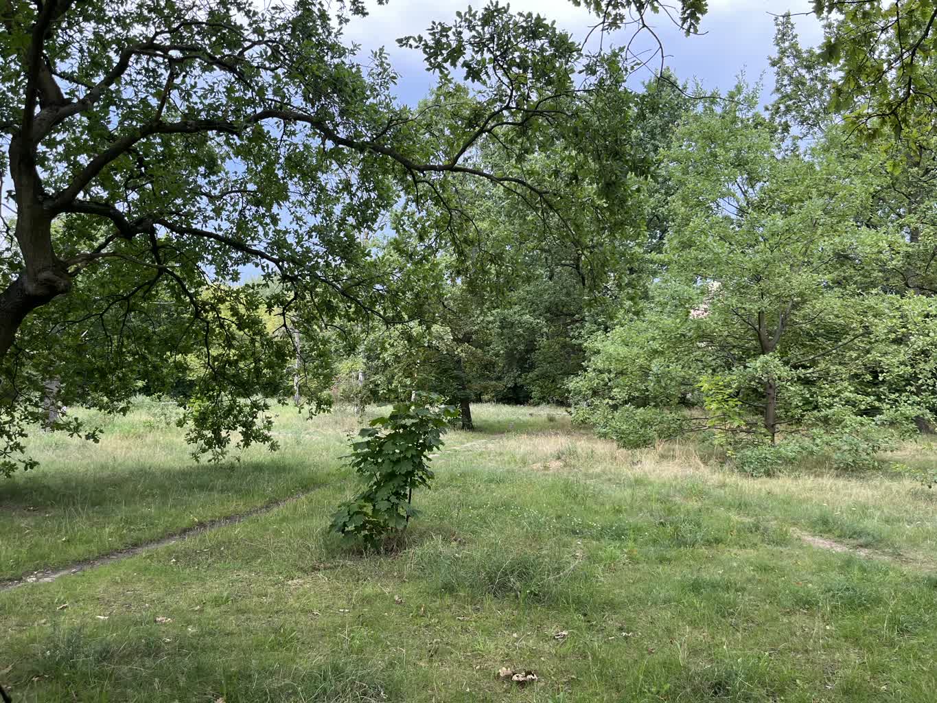 Smoczy Park będzie zrewitalizowany. W planach są nowe atrakcje